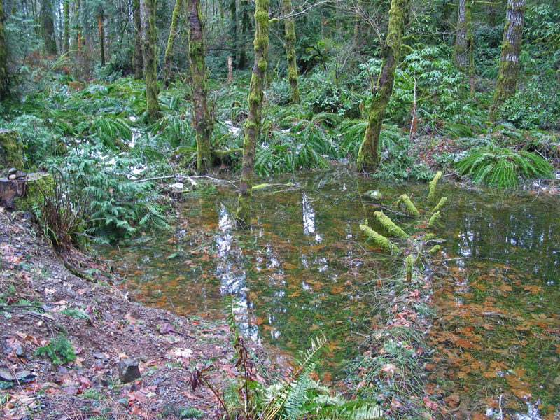 Log In Pond