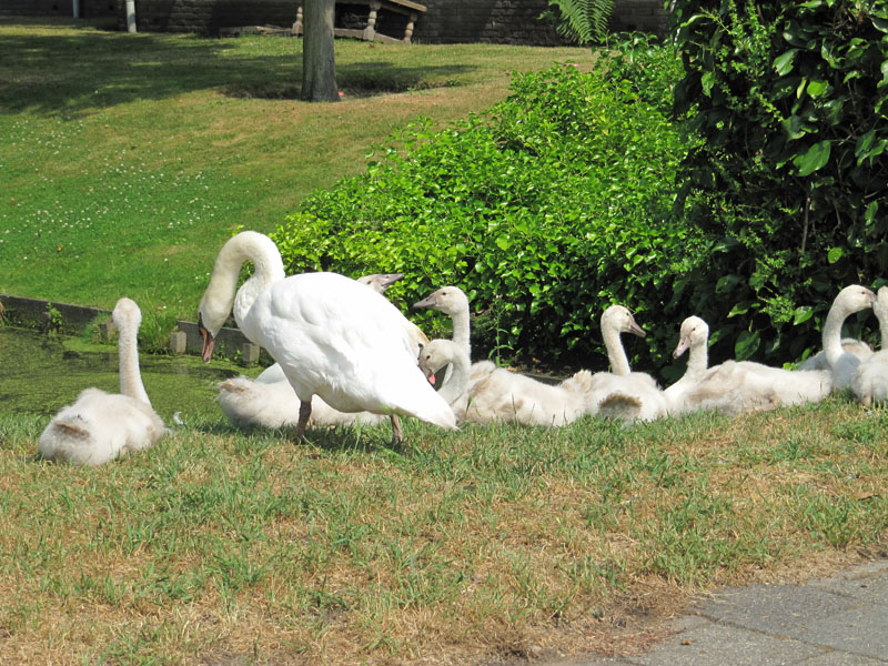 8 Jonge zwanen