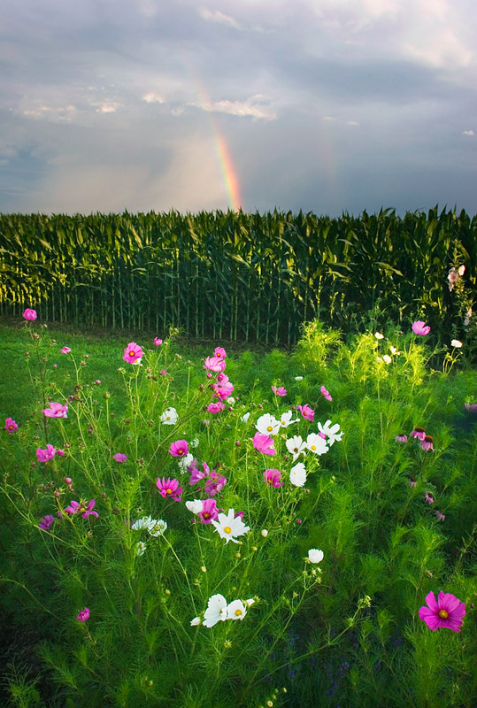 Rainbow and flowers