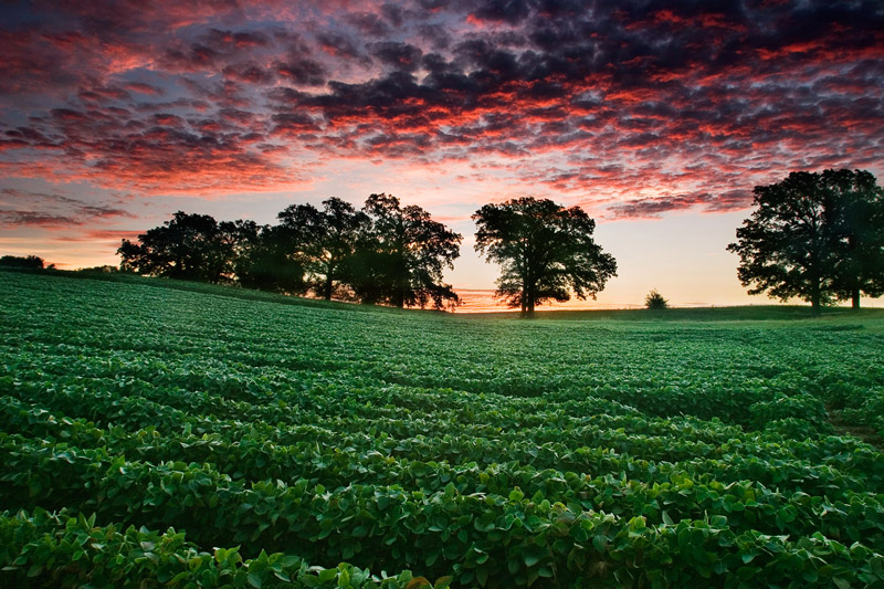 Bean field