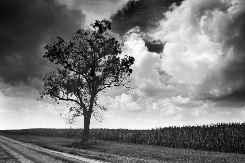 The tree
