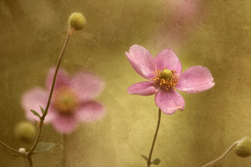 Pink flowers