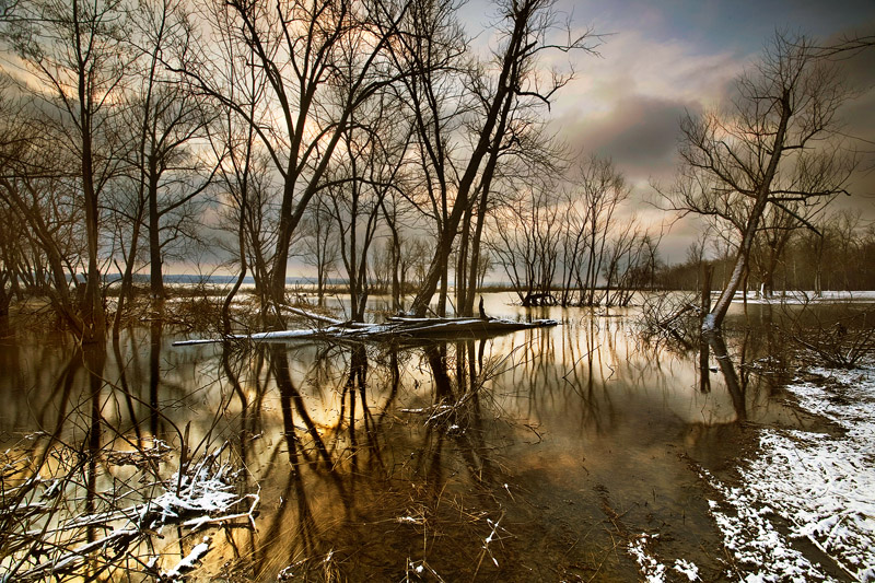 Woods in the river