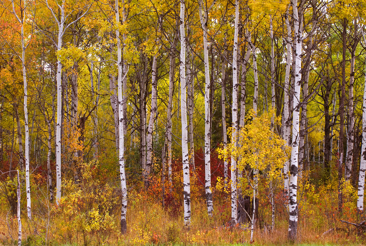 Autumn colors