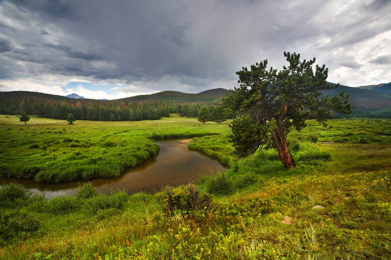 Creek through the meadow