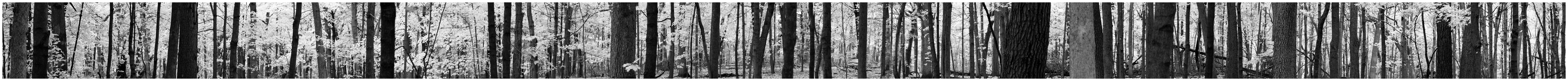 Maple woods 2