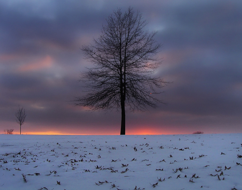 The tree