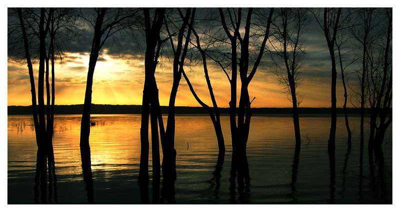 Trees in the river