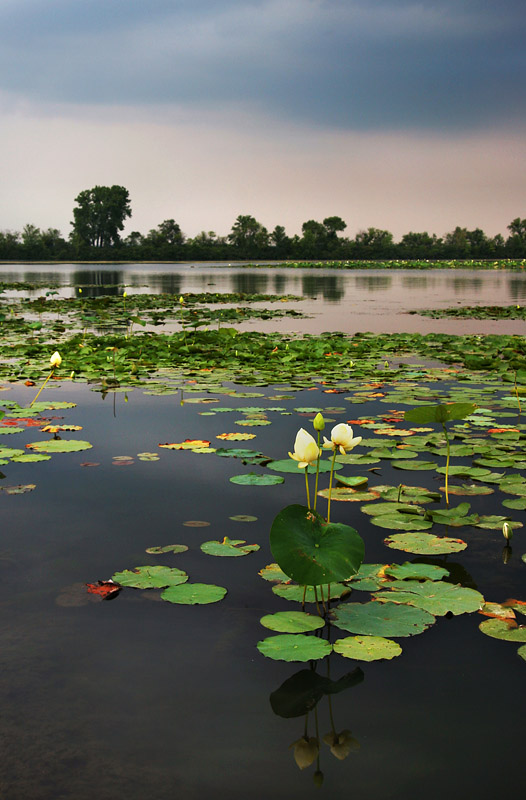 Lake of lily