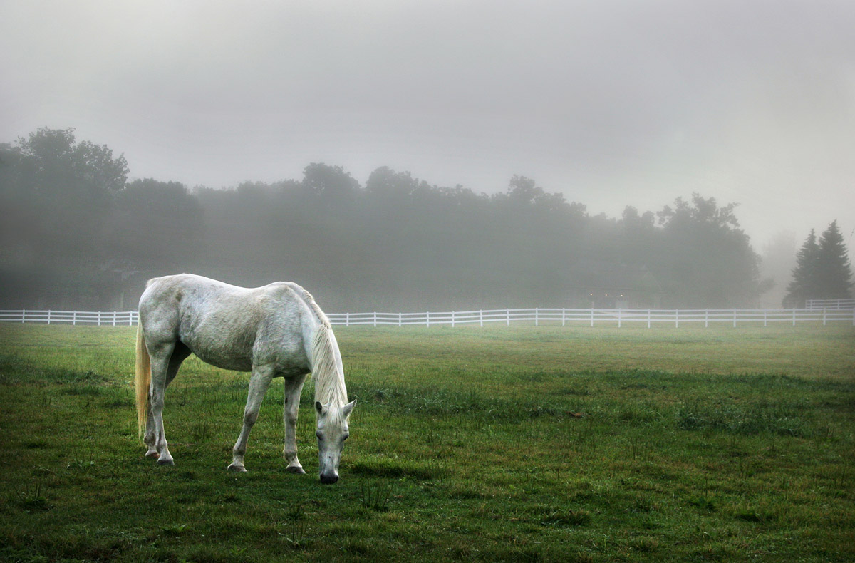 Morning fog