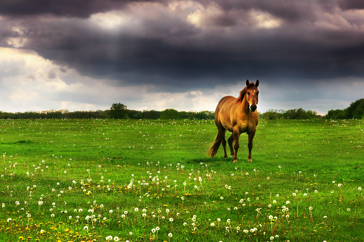 The red horse