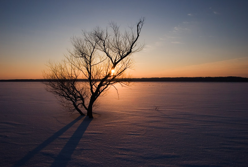 Sun & tree