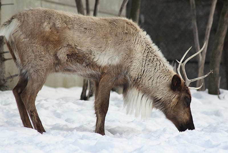 Reindeer
