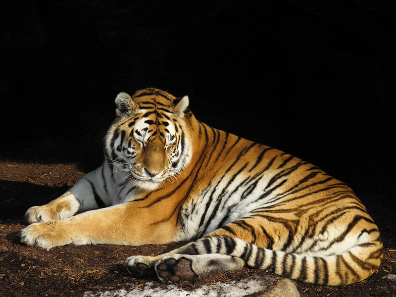 Siberian Tiger s Naptime