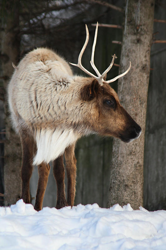 Curious Reindeer