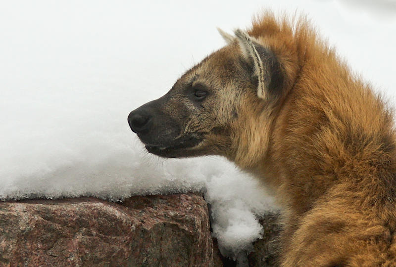 Hyena Profile