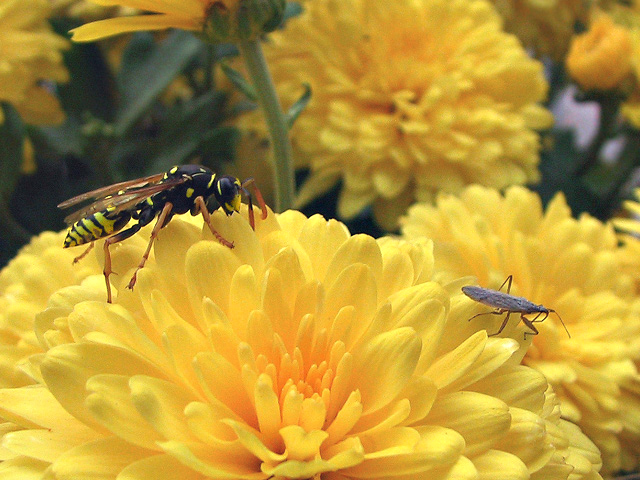 Bugs on Parade