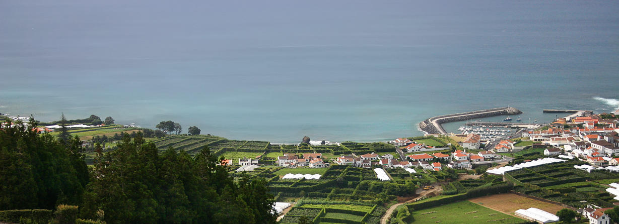 Tea Plantation Pano