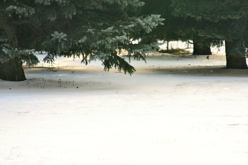 Under the Branches