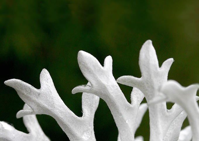 Dusty Millers Antlers