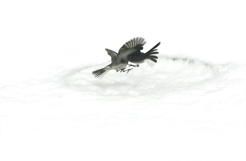 Squabble