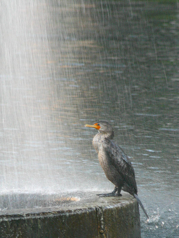 Shower Time
