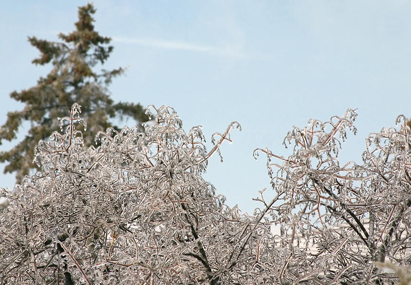 Icy Branches