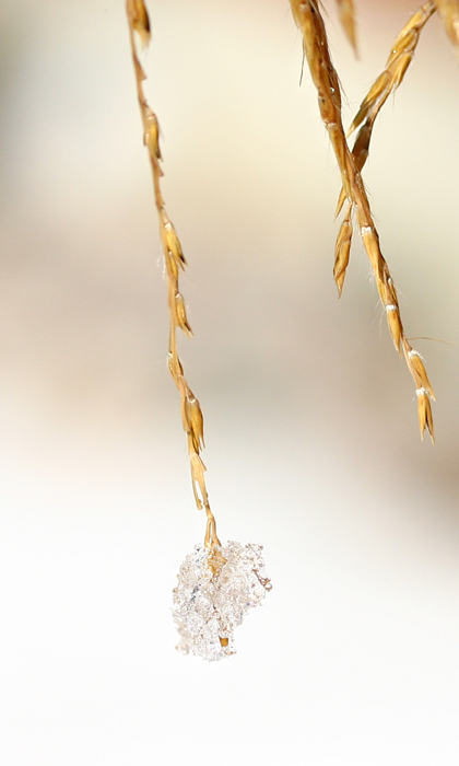Bejeweled