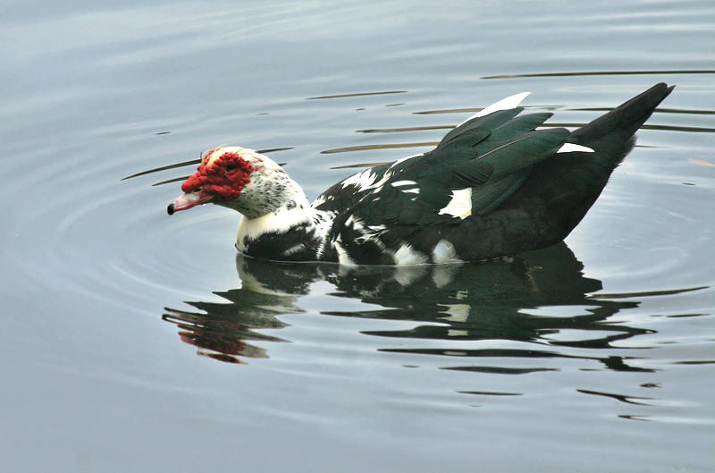 Muscovy Paddle