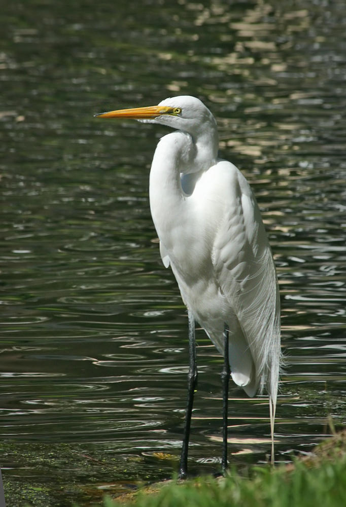 Wading
