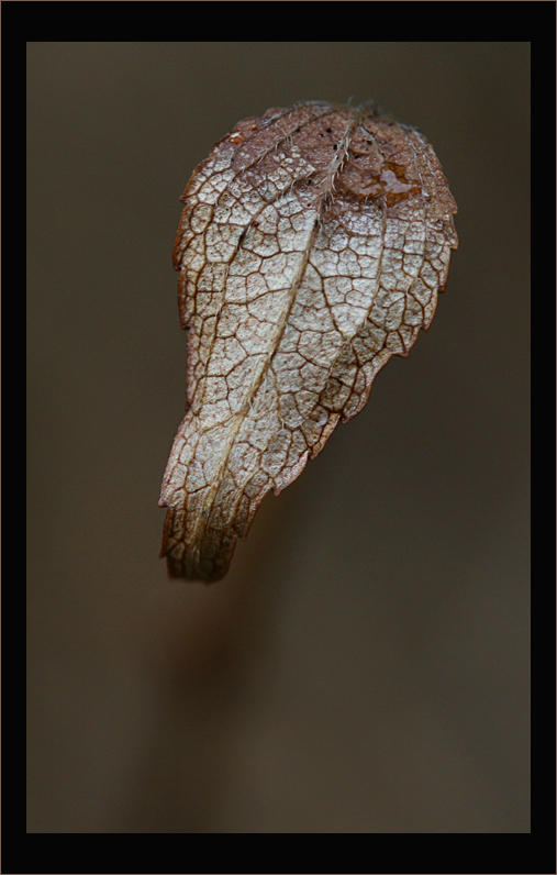Phlox Leaf Motif