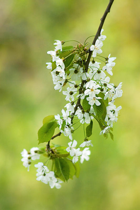 Blossom Time