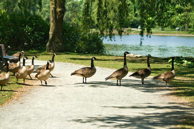 Canadians Strolling