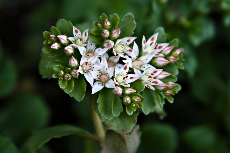 Blooming Ground Cover