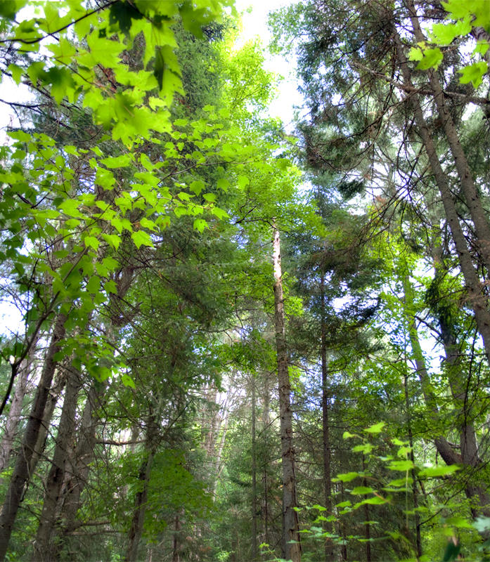 Tall Timber
