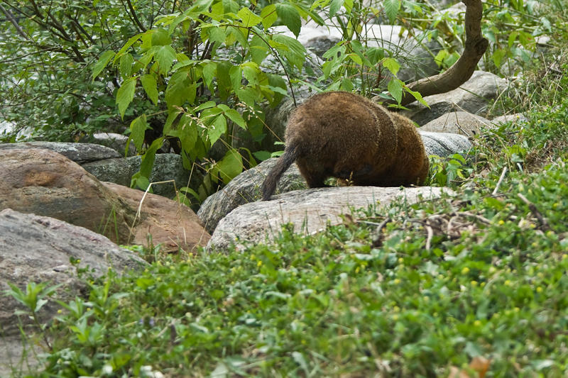 Tail End