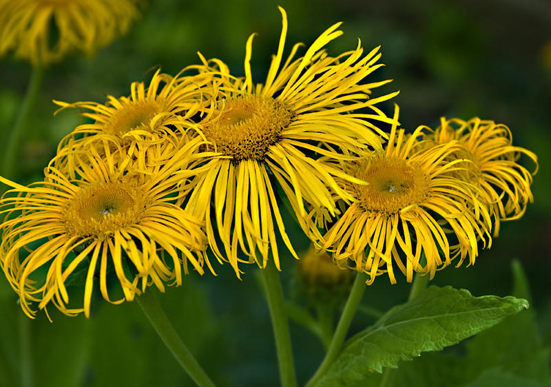 Fringes