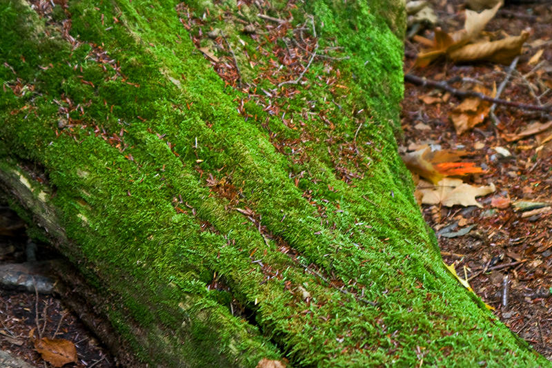 Mossy Log