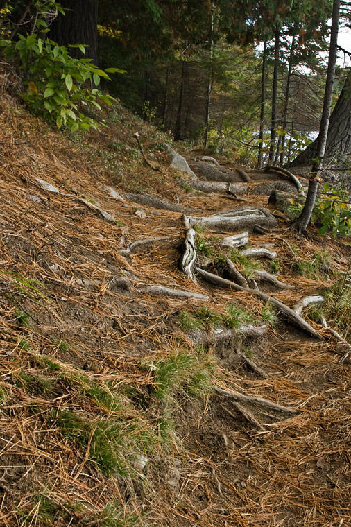 Woodland Trail