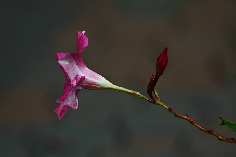 Mandevilla Sanderi 