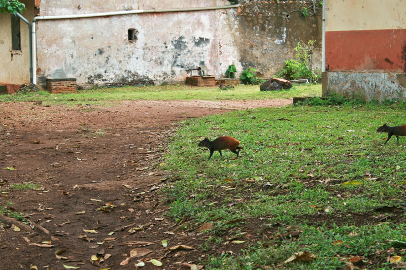 Run and hide