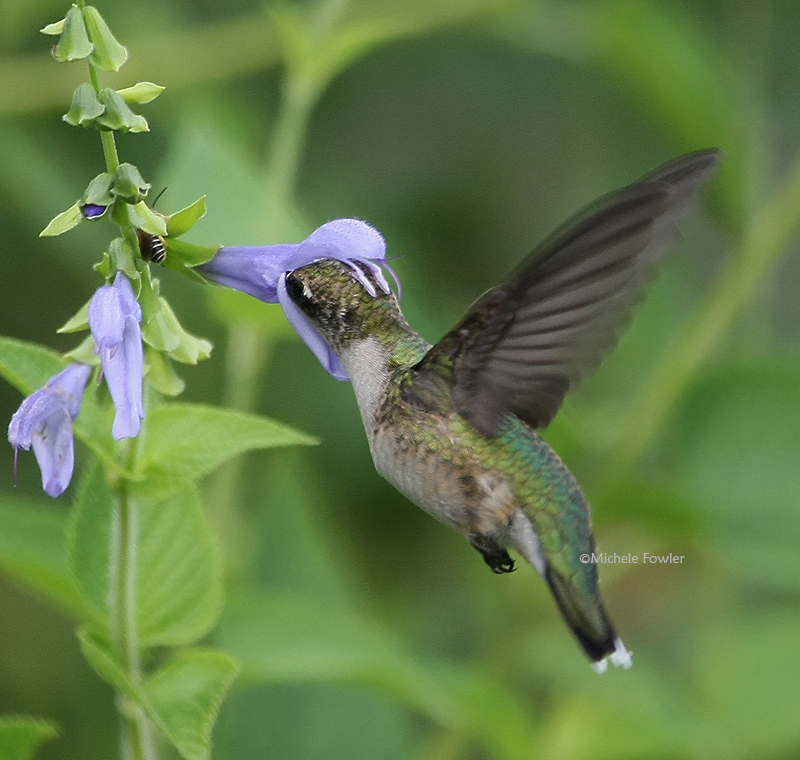 8-15-09 ruby throated hummingbird 0548.jpg