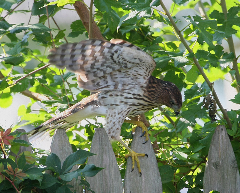 8-17-09 Coopers Hawk 0884.jpg