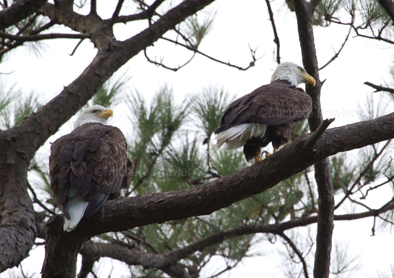 10-6-10 6689 eagle pair.jpg