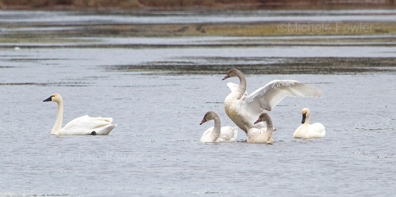 11-26-10 6393 swans.jpg