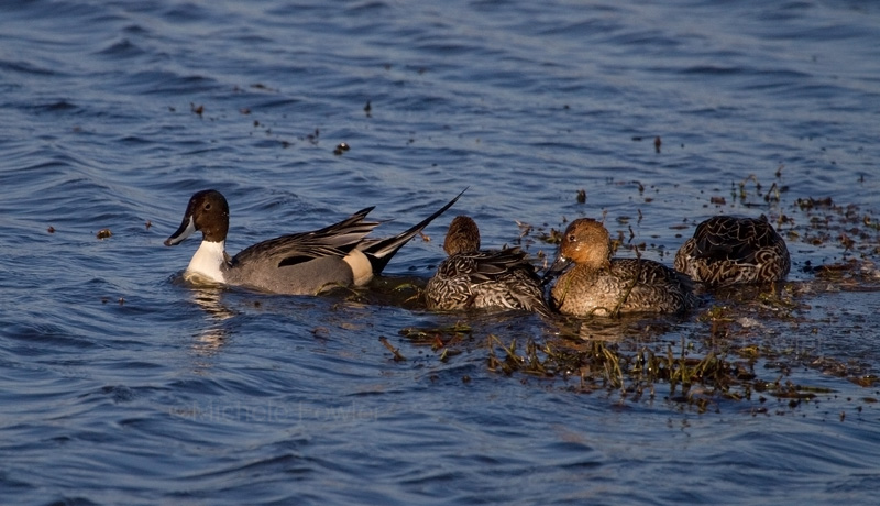 1-9-11 1682 pintails.jpg