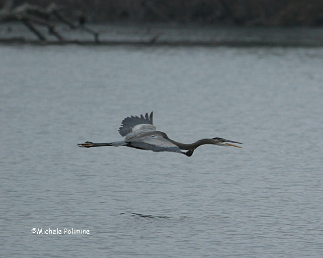 great blue heron 0157 12-31-06.jpg