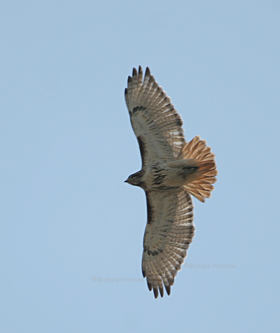 red tail hawk JRRF0176 3-28-07.jpg