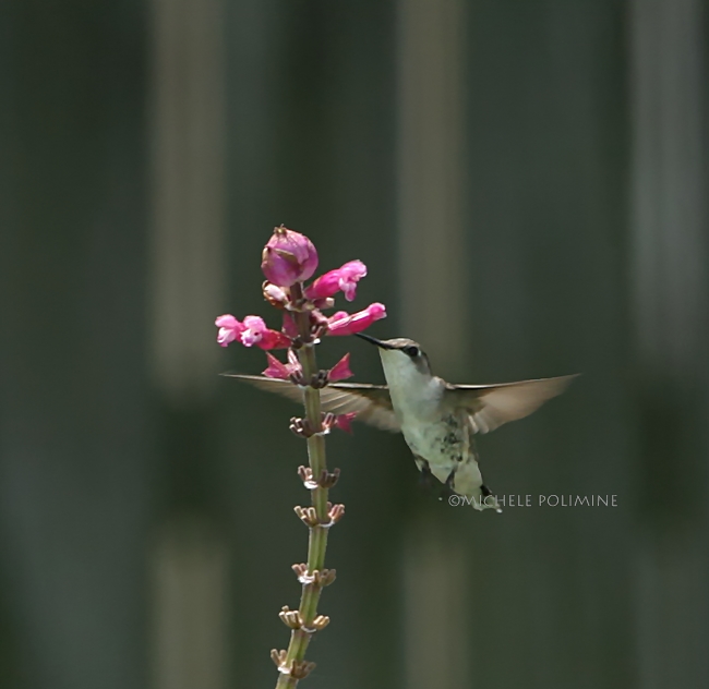 hummer 0016 filtered_7-14-07.JPG