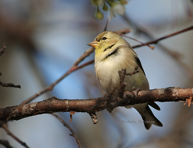 goldfinch 0137 nbg 3-8-08.jpg